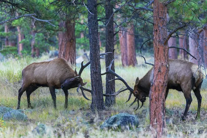 Framed Print : Bull elk fighting amongst the ponderosa Pine Trees for dominance, Colorado, USA