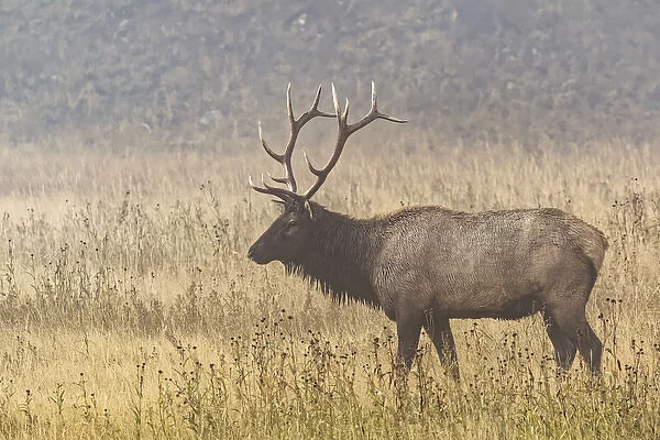 Bull Elk on foggy morning along Madison River, Yellowstone National Park, Montana  /  Wyoming