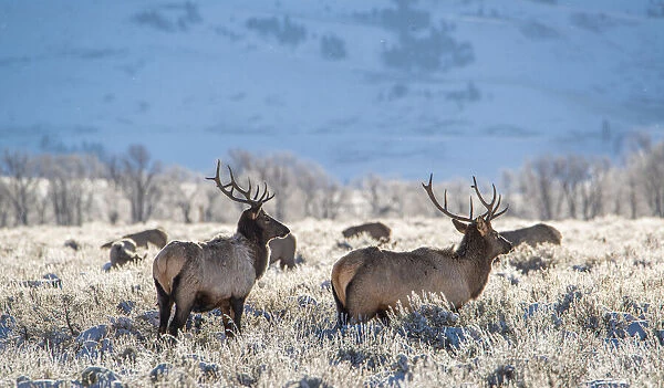 Two Bull elk graze in sagebrush, Grand Teton National Park, Wyoming