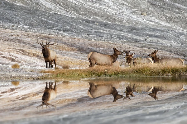 Bull Elk and herd of females and reflection, Canary Spring, Yellowstone National Park