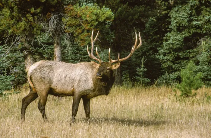Framed Print : Bull elk with huge rack, Banff National Park, Canada Framed Print : Bull elk with huge rack, Banff National Park, Canada