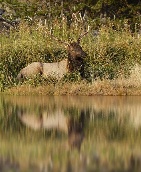 Bull Elk along Madison River, Yellowstone National Park, Montana  /  Wyoming