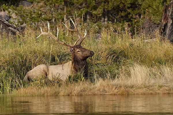 Bull Elk along Madison River, Yellowstone National Park, Montana  /  Wyoming