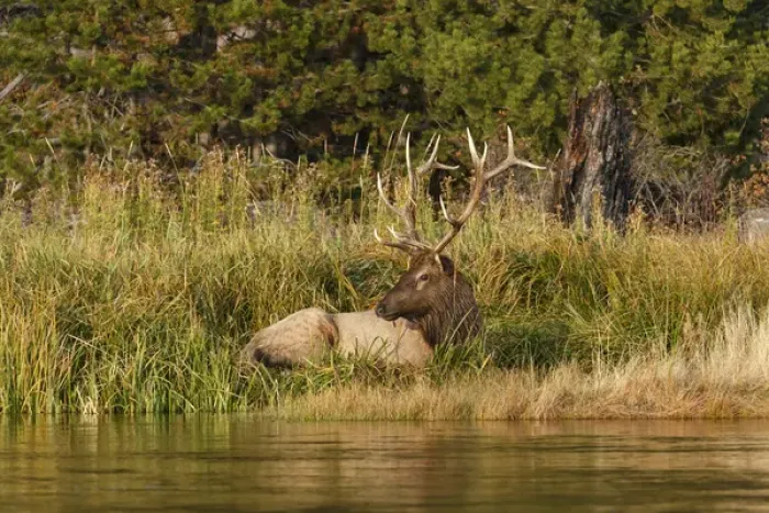Framed Print : Bull Elk along Madison River, Yellowstone National Park, Montana / Wyoming Framed Print : Bull Elk along Madison River, Yellowstone National Park, Montana / Wyoming