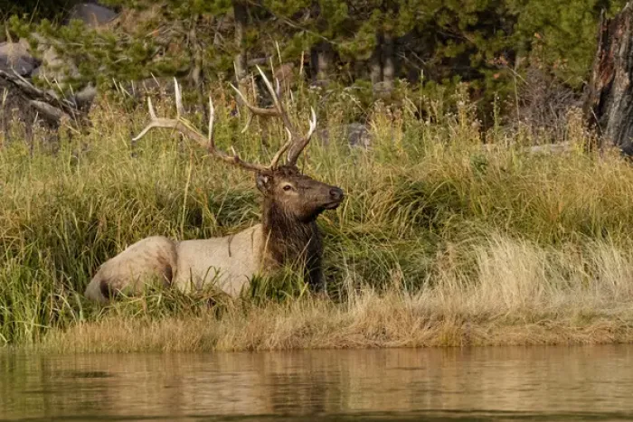 Framed Print : Bull Elk along Madison River, Yellowstone National Park, Montana / Wyoming Framed Print : Bull Elk along Madison River, Yellowstone National Park, Montana / Wyoming