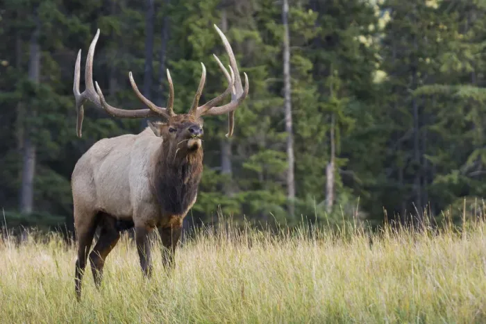 Framed Print : Bull Elk making faces Framed Print : Bull Elk making faces