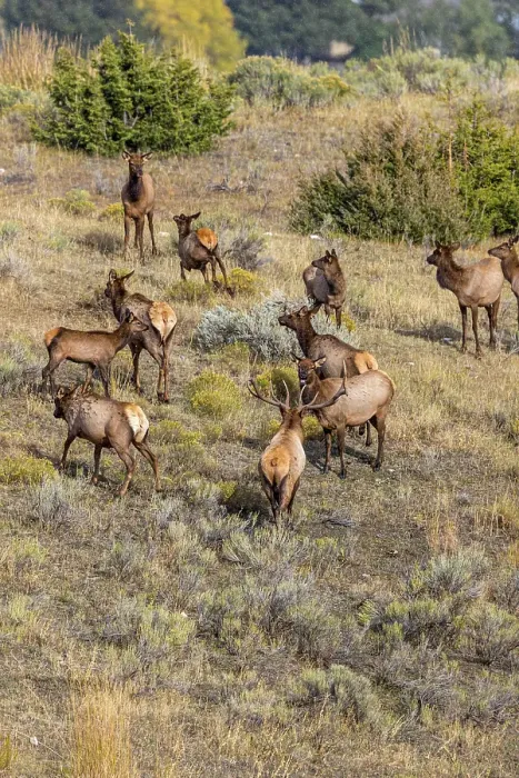 Framed Print : Bull elk monitors his harem of cows and young Framed Print : Bull elk monitors his harem of cows and young
