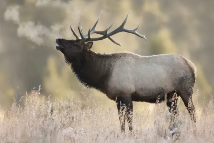 Framed Print : Bull Elk, Morning Breath