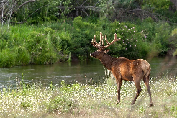 Bull Elk in the National Bison Range, Montana