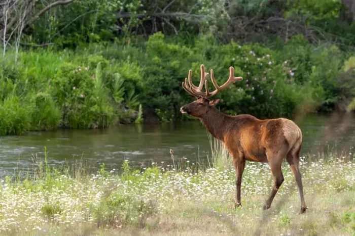 Framed Print : Bull Elk in the National Bison Range, Montana