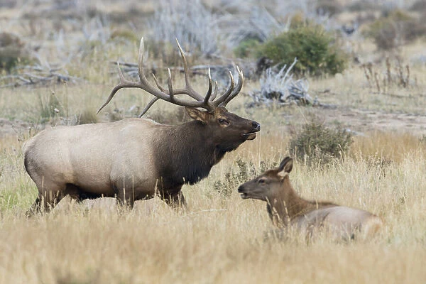 Bull elk patrolling