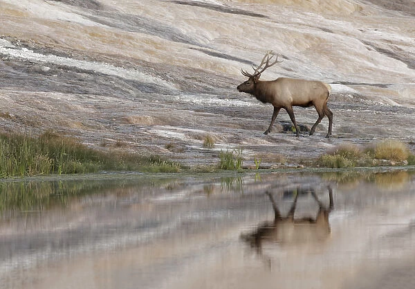 Bull Elk reflecting on pond at base of Canary Spring, Yellowstone National Park