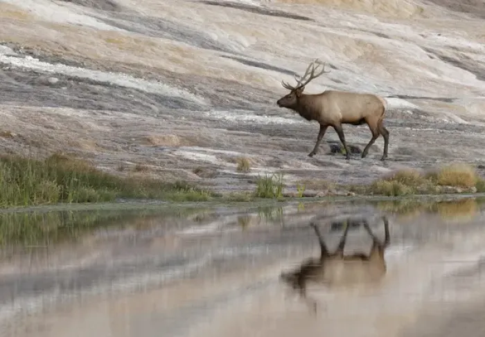 Framed Print : Bull Elk reflecting on pond at base of Canary Spring, Yellowstone National Park