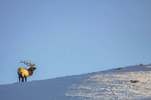 Bull elk on ridge at last light in Yellowstone National Park, Wyoming, USA
