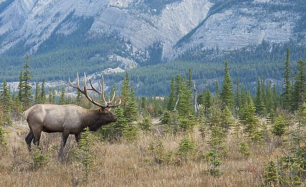 Bull elk in the Rockies