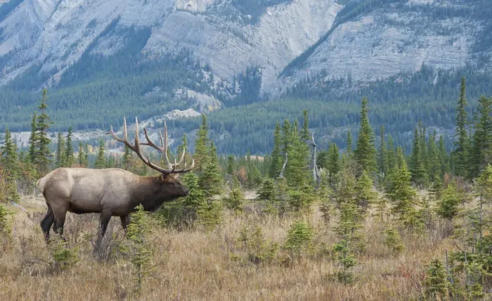 Framed Print : Bull elk in the Rockies Framed Print : Bull elk in the Rockies