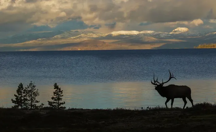 Framed Print : Bull elk silhouette at Yellowstone, Wyoming, USA Framed Print : Bull elk silhouette at Yellowstone, Wyoming, USA