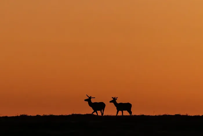 Framed Print : Bull elk silhouetted by the dawn light in Theodore Roosevelt National Park, North Dakota, USA. (Editorial Use Only) Framed Print : Bull elk silhouetted by the dawn light in Theodore Roosevelt National Park, North Dakota, USA. (Editorial Use Only)