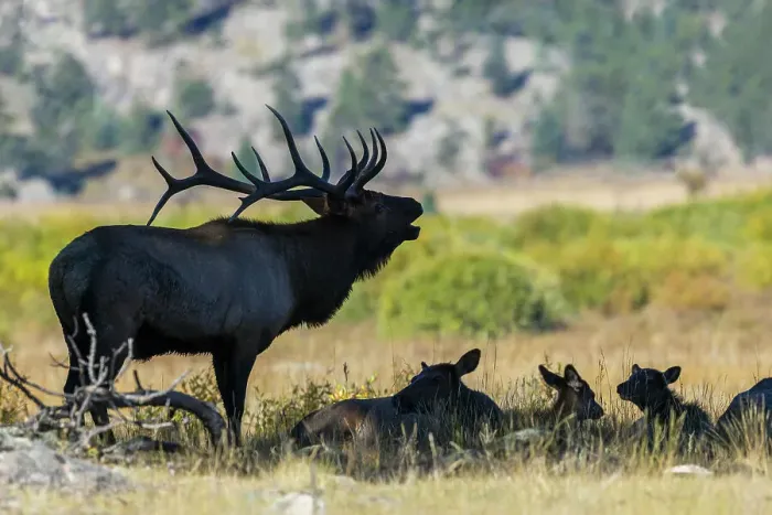 Framed Print : Bull elk silhouetted in the shade while bugling his dominance at the edge of the montane meadow, Colorado, USA Framed Print : Bull elk silhouetted in the shade while bugling his dominance at the edge of the montane meadow, Colorado, USA