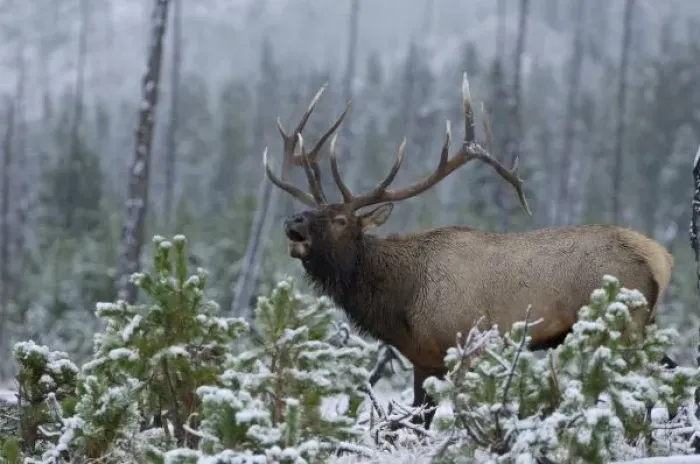 Framed Print : Bull Elk in snow calling, bugling, Yellowstone NP, Wyoming
