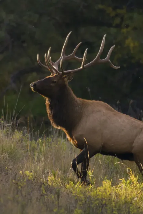 Framed Print : Bull Elk, last sunrays of the day