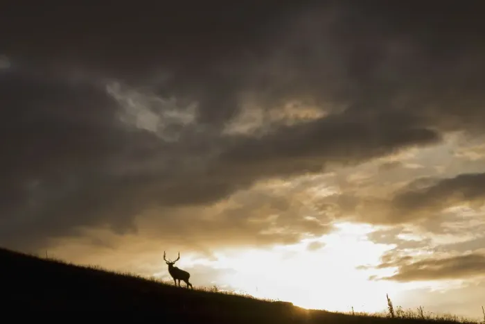 Framed Print : Bull Elk, sunset storm clouds