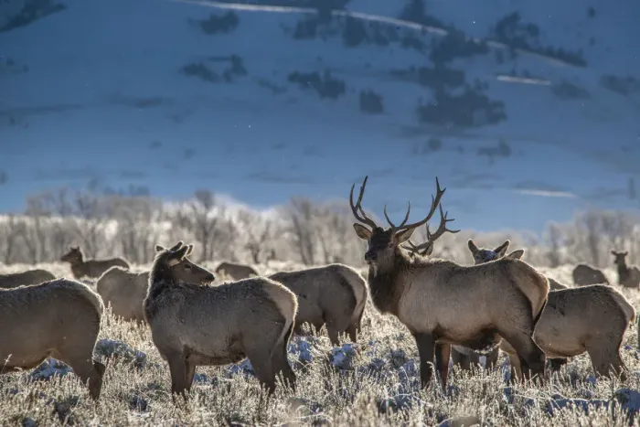 Framed Print : Bull elk towers over his harem of four females. Grand Teton National Park, Wyoming Framed Print : Bull elk towers over his harem of four females. Grand Teton National Park, Wyoming