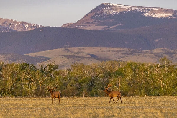 Bull elk in velvet along the Rocky Mountain Front near Choteau, Montana, USA