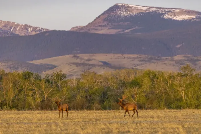 Framed Print : Bull elk in velvet along the Rocky Mountain Front near Choteau, Montana, USA
