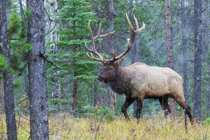 Framed Print : Bull elk walking through forest in the Canadian Rockies Framed Print : Bull elk walking through forest in the Canadian Rockies