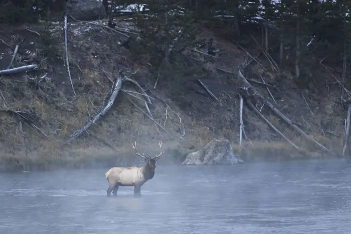 Framed Print : Bull elk or wapiti, Madison River, Yellowstone National Park, Wyoming Framed Print : Bull elk or wapiti, Madison River, Yellowstone National Park, Wyoming