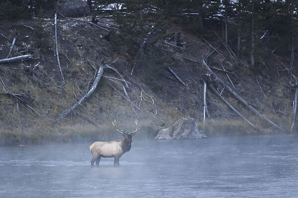 Bull elk or wapiti, Madison River, Yellowstone National Park, Wyoming
