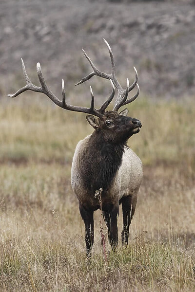 Bull elk or wapiti in meadow, Yellowstone National Park, Wyoming