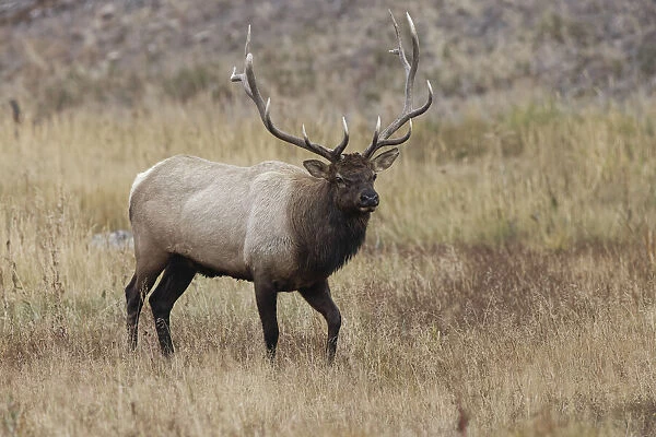 Bull elk or wapiti in meadow, Yellowstone National Park, Wyoming