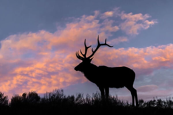 Bull elk or wapiti silhouetted on ridge top, Yellowstone National Park, Wyoming