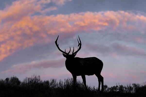 Bull elk or wapiti silhouetted on ridge top, Yellowstone National Park, Wyoming