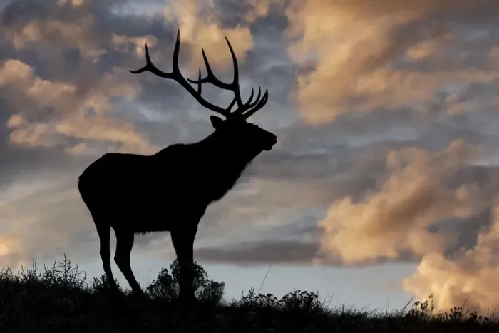 Framed Print : Bull elk or wapiti silhouetted at sunrise on ridge, Yellowstone National Park, Wyoming