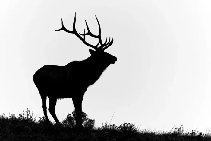 Framed Print : Bull elk or wapiti silhouetted, Yellowstone National Park, Wyoming Framed Print : Bull elk or wapiti silhouetted, Yellowstone National Park, Wyoming