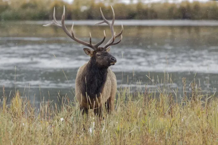Framed Print : Bull elk, or wapiti, Yellowstone National Park, Wyoming