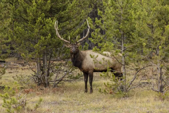 Framed Print : Bull elk or wapiti, Yellowstone National Park, Wyoming
