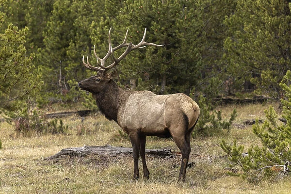 Bull elk or wapiti, Yellowstone National Park, Wyoming