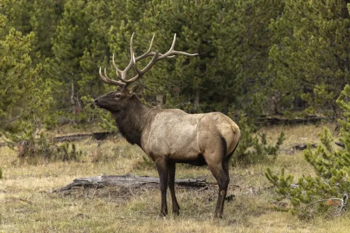 Framed Print : Bull elk or wapiti, Yellowstone National Park, Wyoming Framed Print : Bull elk or wapiti, Yellowstone National Park, Wyoming
