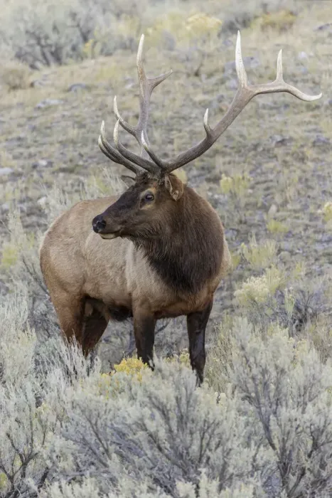 Framed Print : Bull elk or wapiti, Yellowstone National Park, Wyoming Framed Print : Bull elk or wapiti, Yellowstone National Park, Wyoming