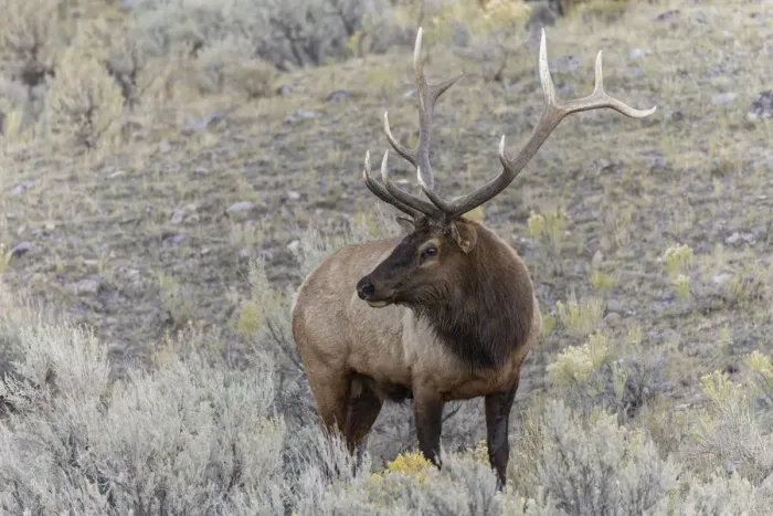 Framed Print : Bull elk or wapiti, Yellowstone National Park, Wyoming Framed Print : Bull elk or wapiti, Yellowstone National Park, Wyoming