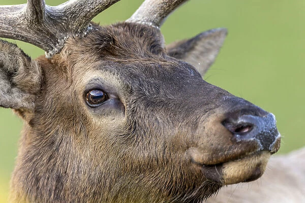 Bull elk or wapiti, Yellowstone National Park, Wyoming