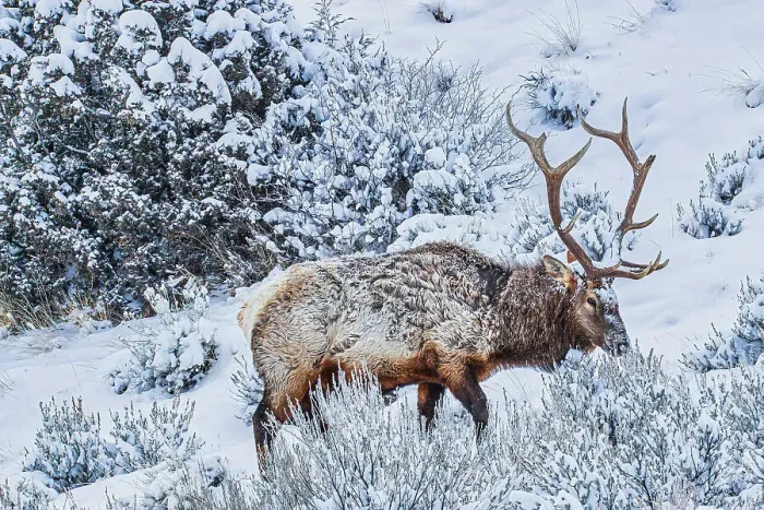 Framed Print : Bull elk in winter in the Northern Range of Yellowstone National Park Framed Print : Bull elk in winter in the Northern Range of Yellowstone National Park