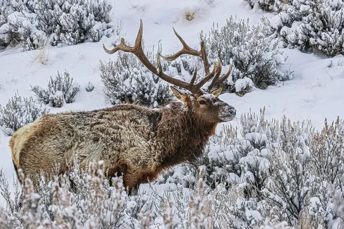 Framed Print : Bull elk in winter in the Northern Range of Yellowstone National Park Framed Print : Bull elk in winter in the Northern Range of Yellowstone National Park