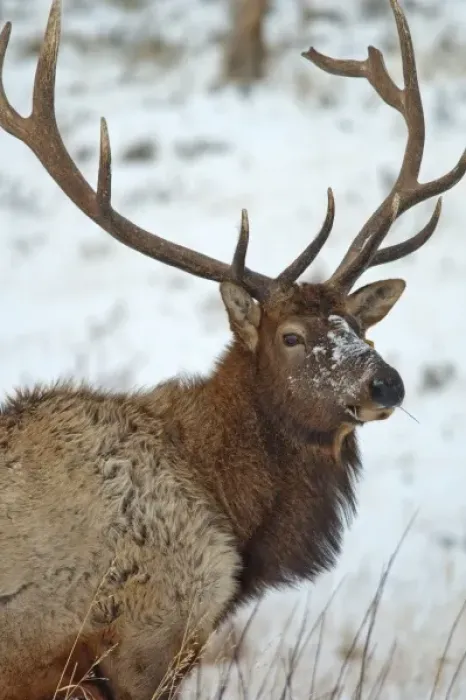 Framed Print : Bull elk in winter in Yellowstone National Park