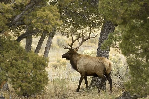 Bull Elk, Yellowstone