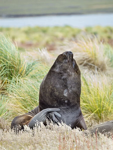 Bull and female Patagonian sea lion in tussock belt, Falkland Islands